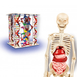 JUEGO-CUERPO-HUMANO-2